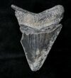 Bargain, Serrated Megalodon Tooth - South Carolina #19058-2